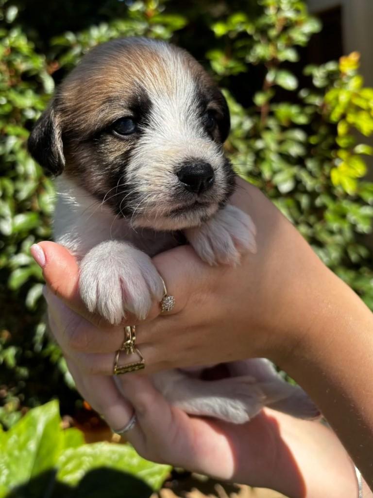Boris, cachorro de porte pequeno para adoção em São Domingos do Sul - RS