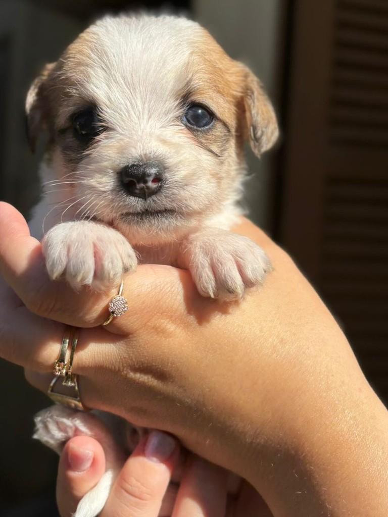 Nina, cadela de porte pequeno para adoção em São Domingos do Sul - RS