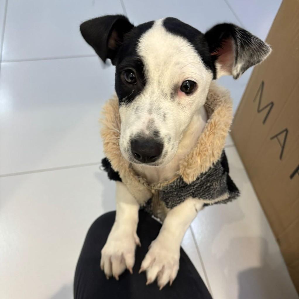 Lisa, cachorro de porte pequeno para adoção em São Domingos do Sul - RS
