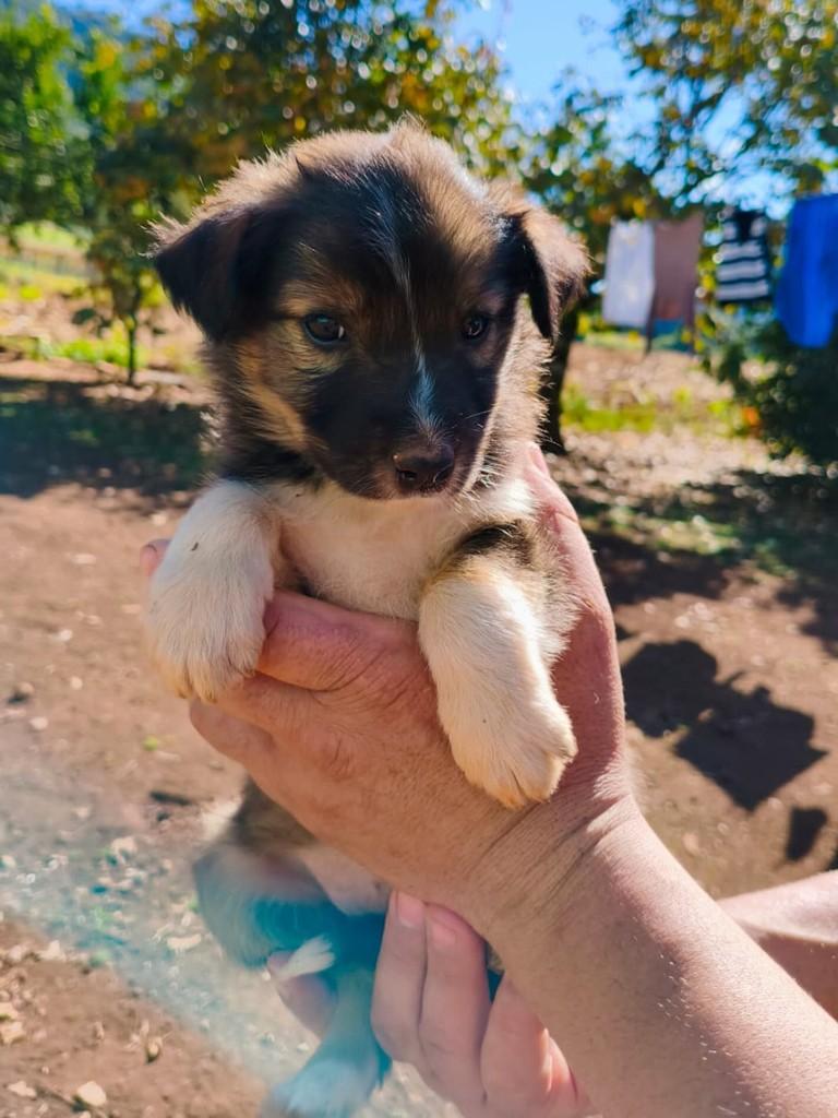 Pipa, cachorro de porte pequeno para adoção em São Domingos do Sul - RS