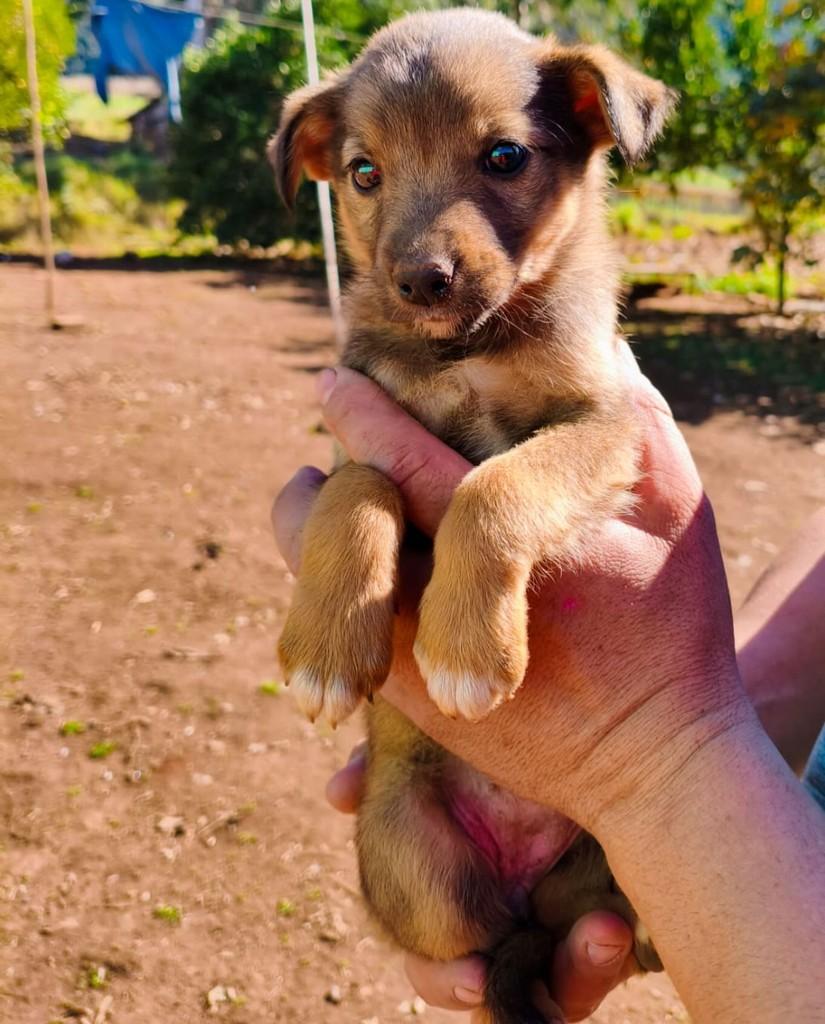 Raposinha, cachorro de porte pequeno para adoção em São Domingos do Sul - RS