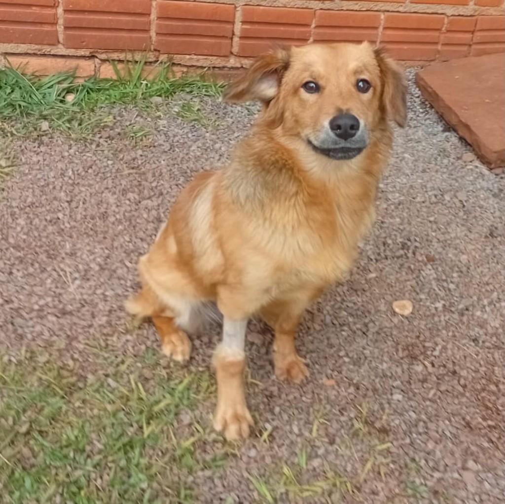 Mel, cadela de porte pequeno para adoção em São Domingos do Sul - RS