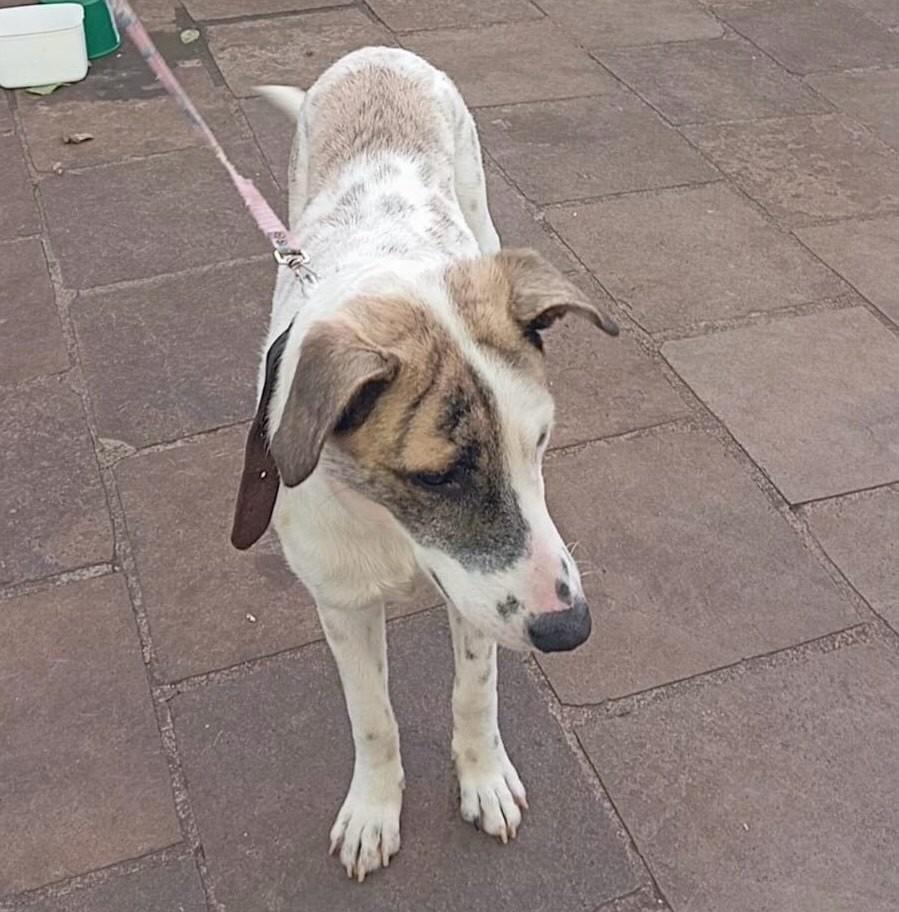 Luke, cachorro de porte médio para adoção em São Domingos do Sul - RS