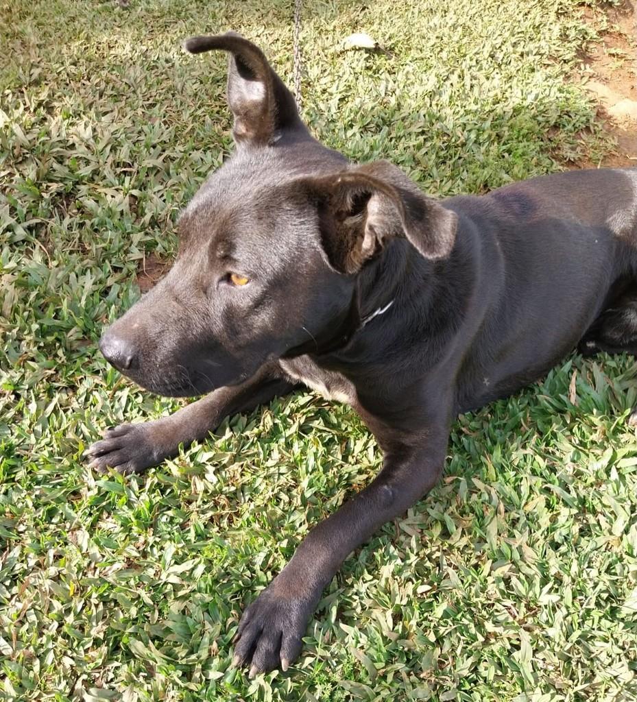 Sou apenas um filhotão, cachorro de porte médio para adoção em São Domingos do Sul - RS