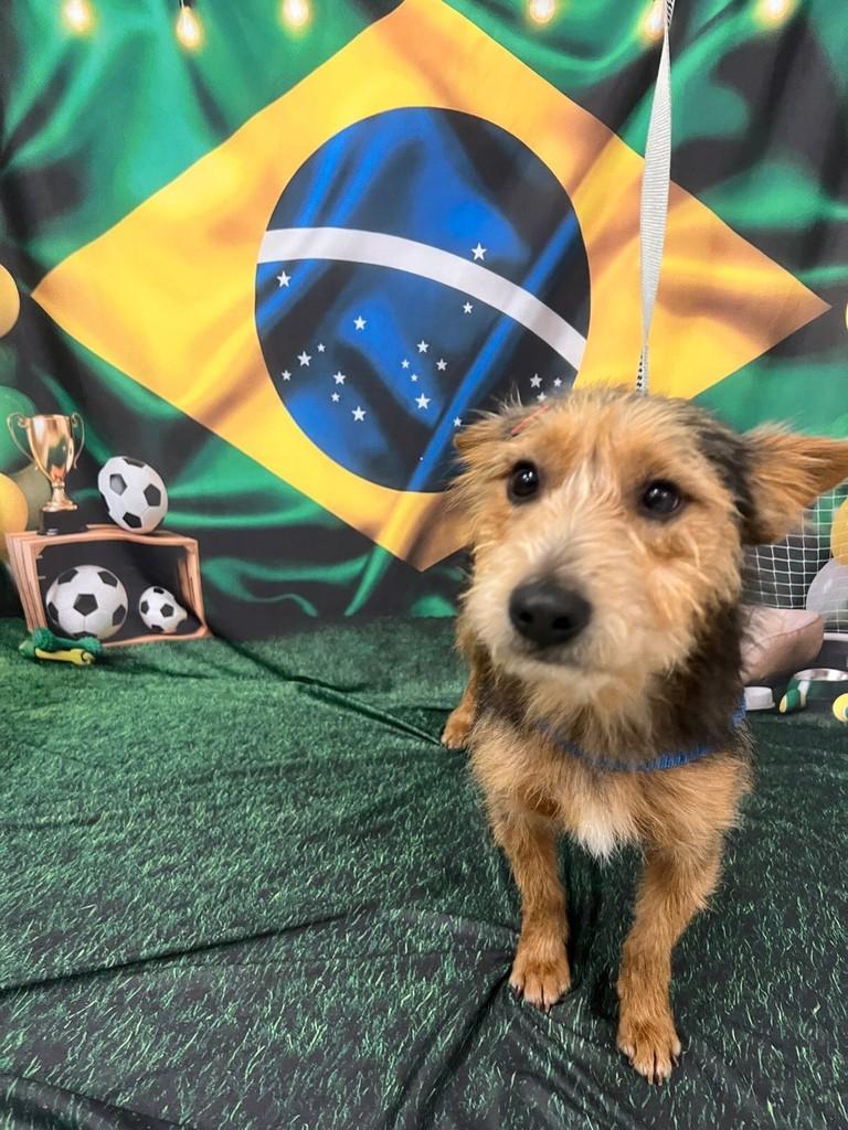 Estopa, cachorro de porte pequeno para adoção em São Domingos do Sul - RS