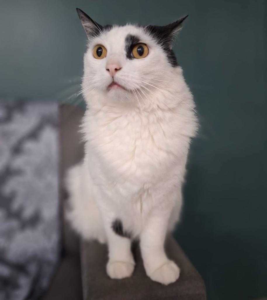 Sushi, gato de porte médio para adoção em São Domingos do Sul - RS
