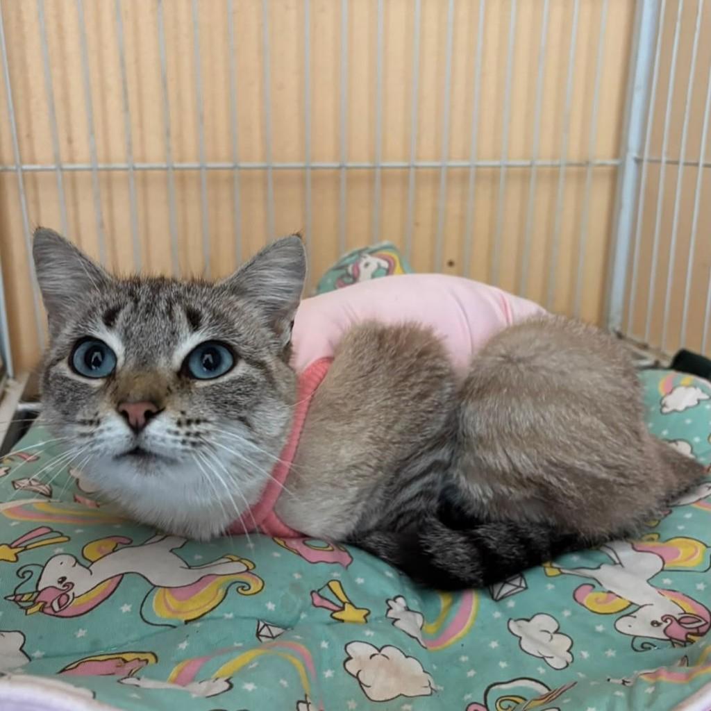 Mima, gata de porte pequeno para adoção em São Domingos do Sul - RS