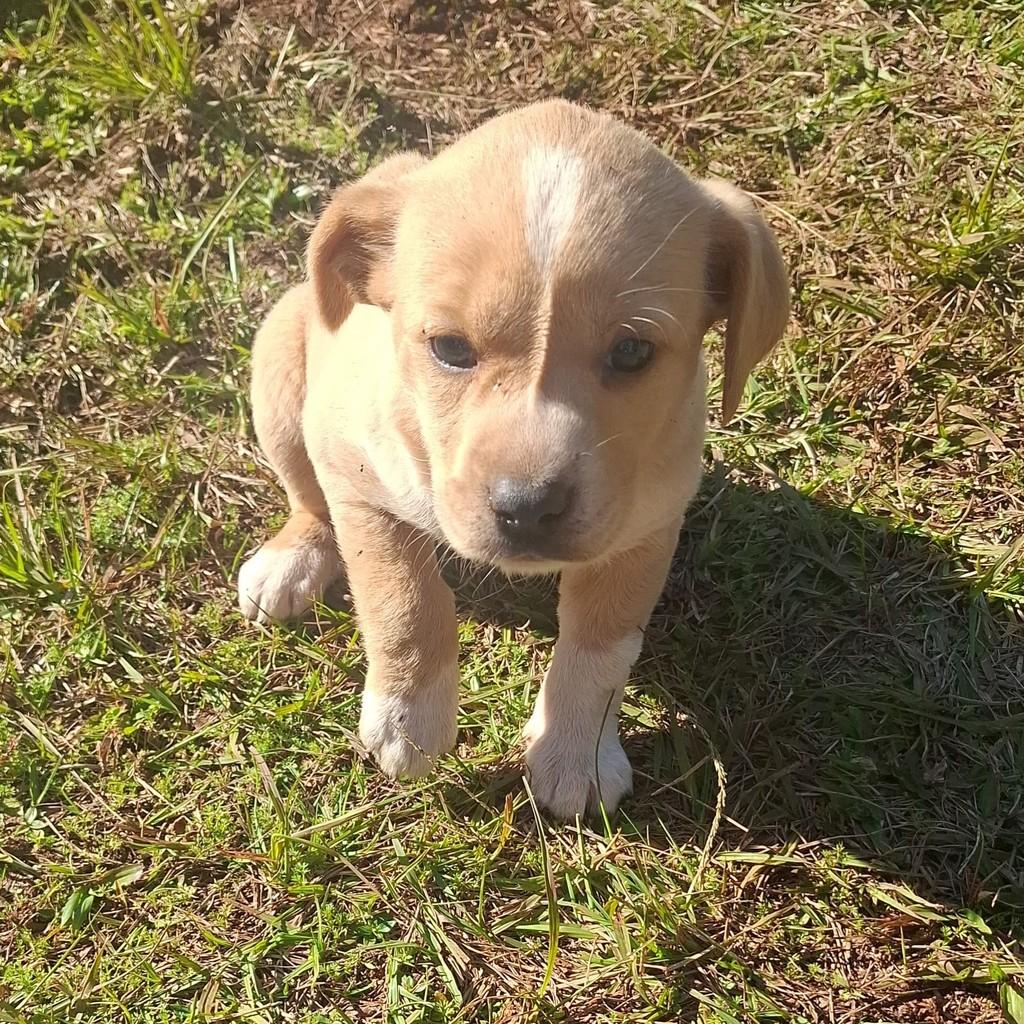 Pandora, cachorro de porte médio para adoção em São Domingos do Sul - RS