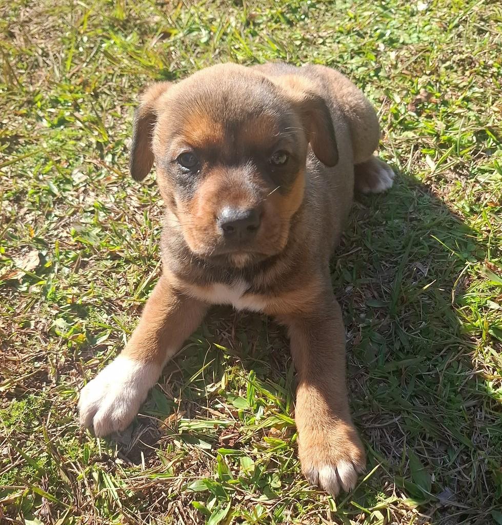 Bilu, cachorro de porte médio para adoção em São Domingos do Sul - RS