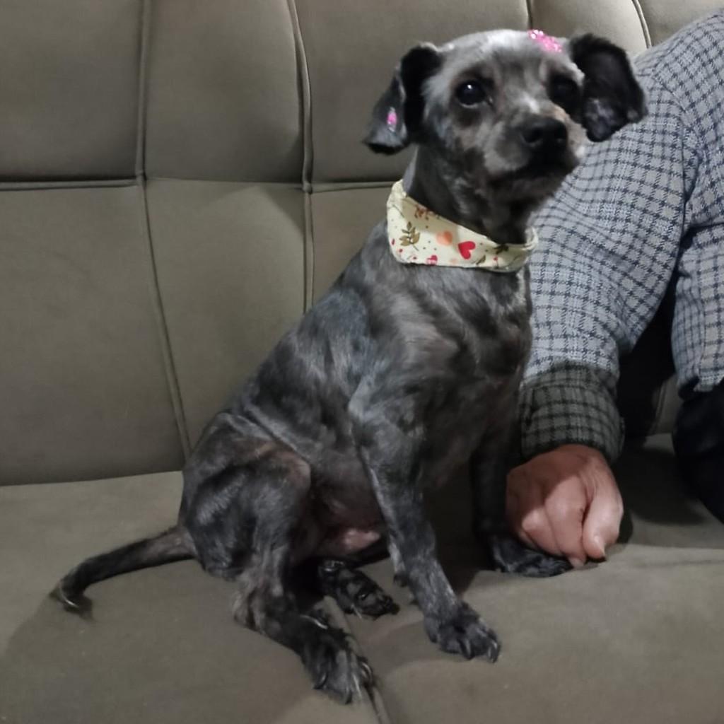 Lili, cadela de porte pequeno para adoção em São Domingos do Sul - RS