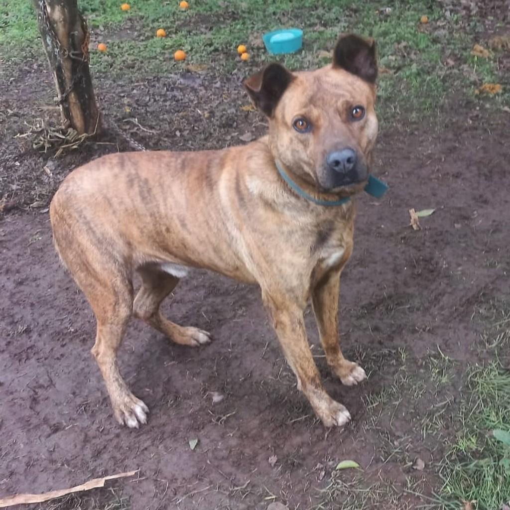 Rambo, cachorro de porte médio para adoção em São Domingos do Sul - RS