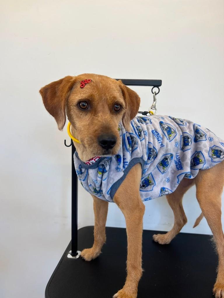 Bonito, cachorro de porte médio para adoção em Bonito - MS