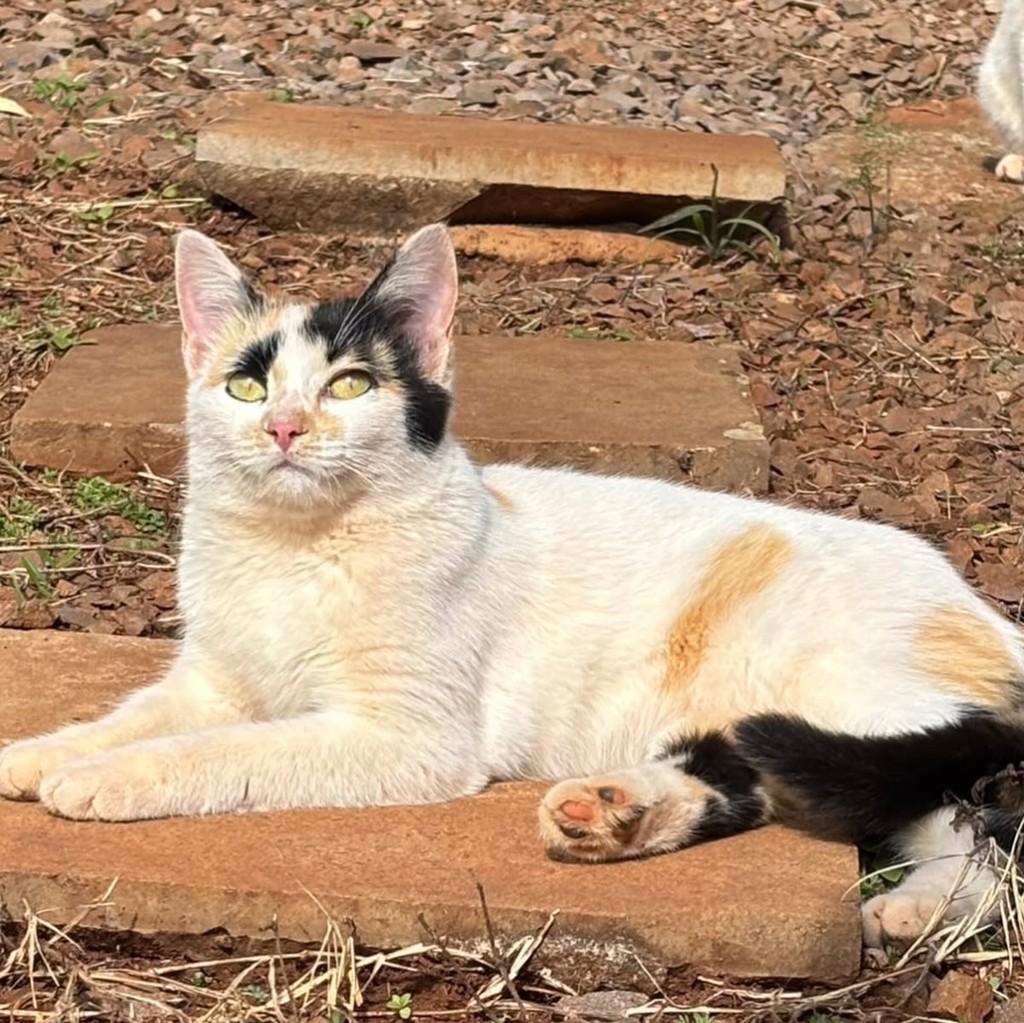 Jade, gato de porte pequeno para adoção em São Domingos do Sul - RS