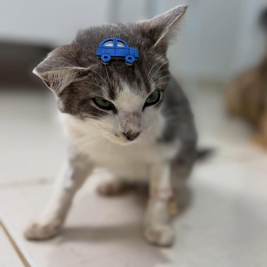 Nemo, gato de porte pequeno para adoção em São Domingos do Sul - RS