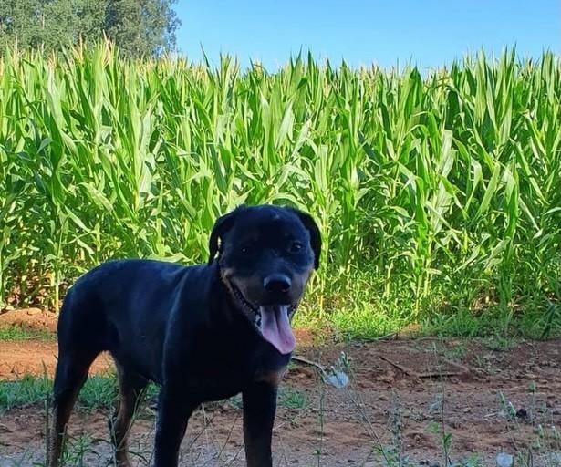Thor, cachorro de porte grande para adoção em São Domingos do Sul - RS