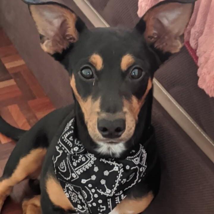 Alfredo, cachorro de porte pequeno para adoção em São Domingos do Sul - RS