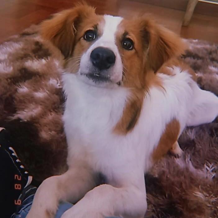 Frederico, cachorro de porte pequeno para adoção em São Domingos do Sul - RS