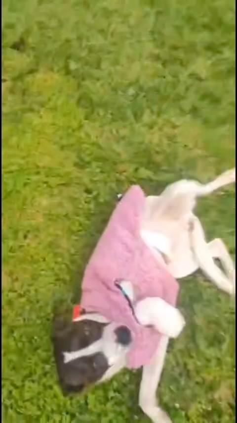 Pecca, cachorro de porte pequeno para adoção em São Domingos do Sul - RS