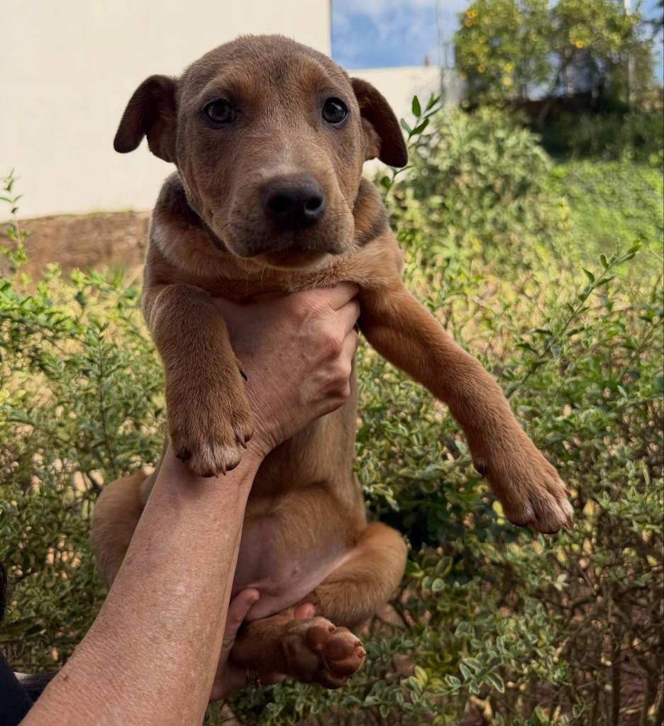 Fiona, cachorro de porte médio para adoção em Porto Alegre - RS