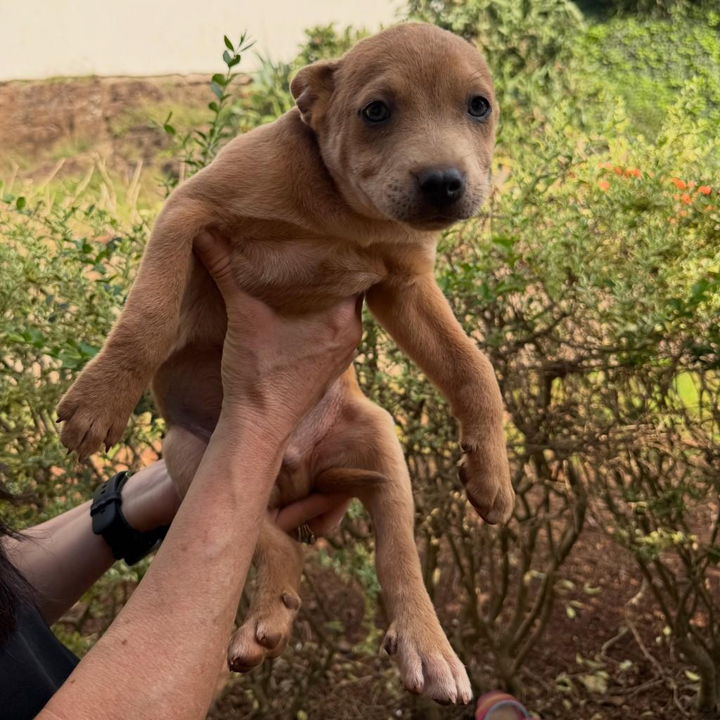Bolt, cachorro de porte médio para adoção em São Domingos do Sul - RS