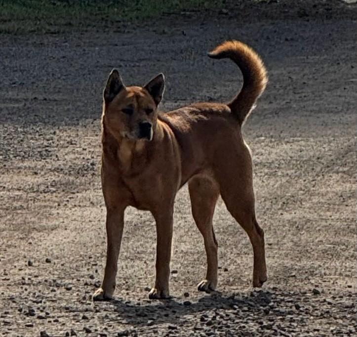 Loba, cadela de porte médio para adoção em São Domingos do Sul - RS