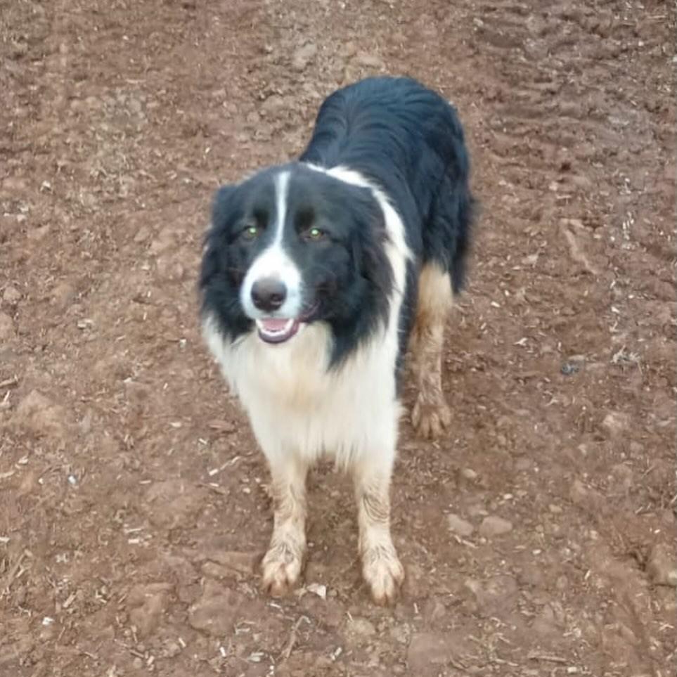 Lobo, cachorro de porte médio para adoção em São Domingos do Sul - RS