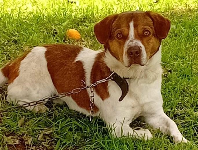 Floquinho, cachorro de porte pequeno para adoção em São Domingos do Sul - RS
