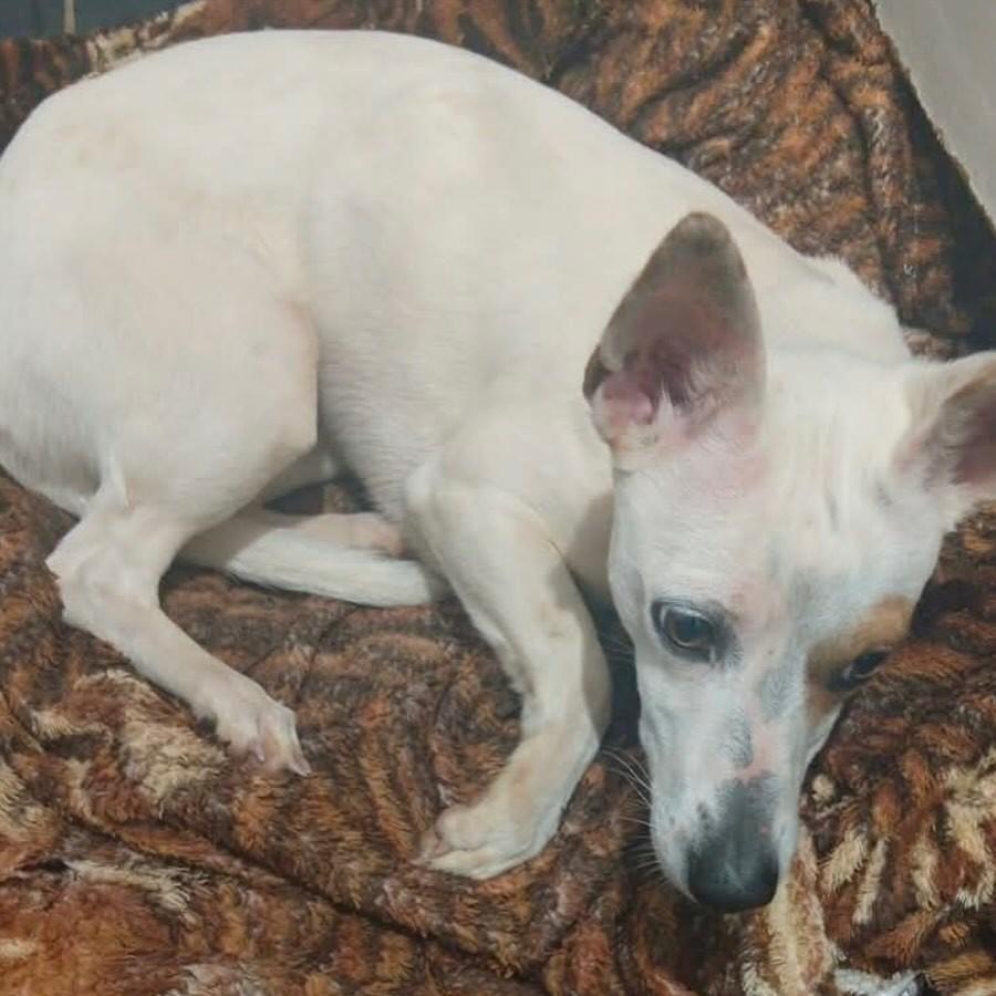Kiara, cadela de porte pequeno para adoção em São Domingos do Sul - RS