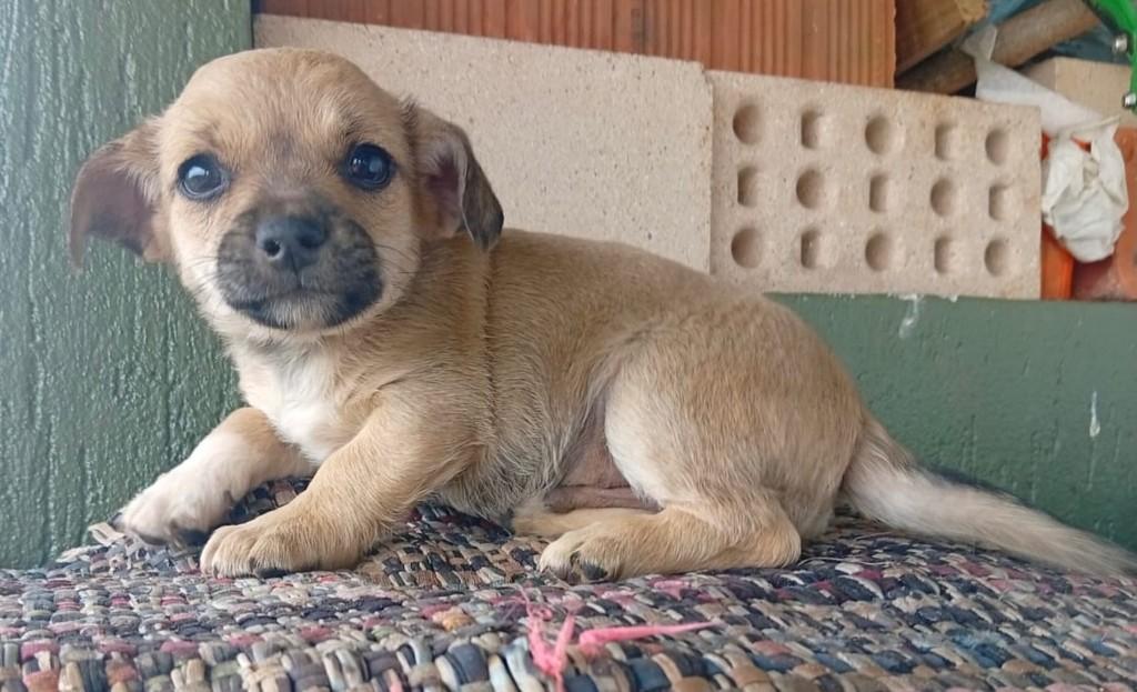 Pudim, cachorro de porte médio para adoção em São Domingos do Sul - RS