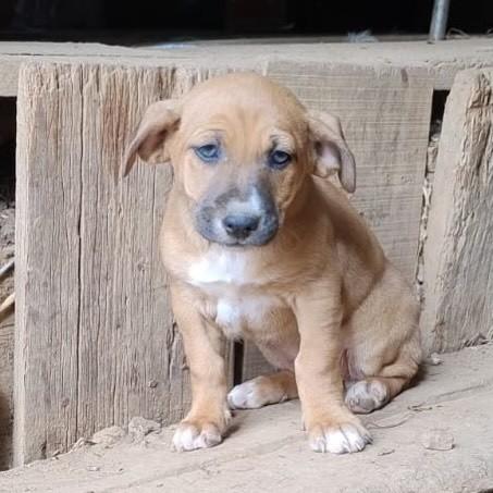 Maju, cachorro de porte pequeno para adoção em São Domingos do Sul - RS