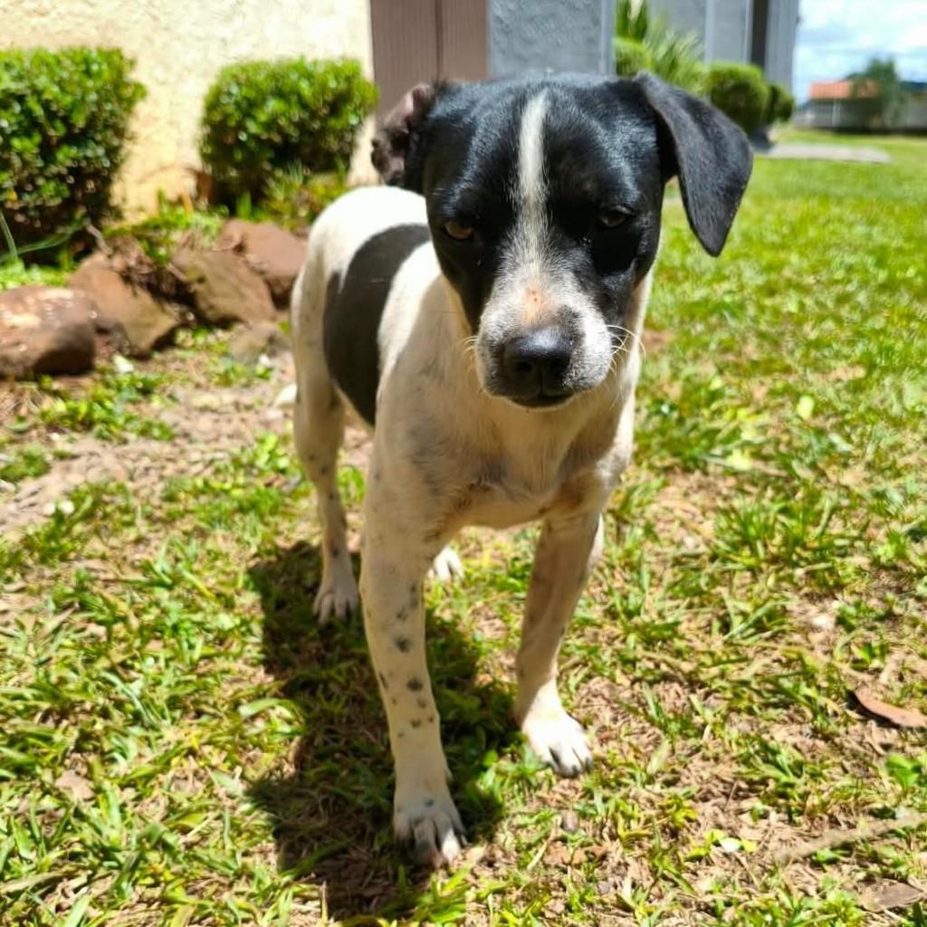 Bili, cachorro de porte pequeno para adoção em São Domingos do Sul - RS