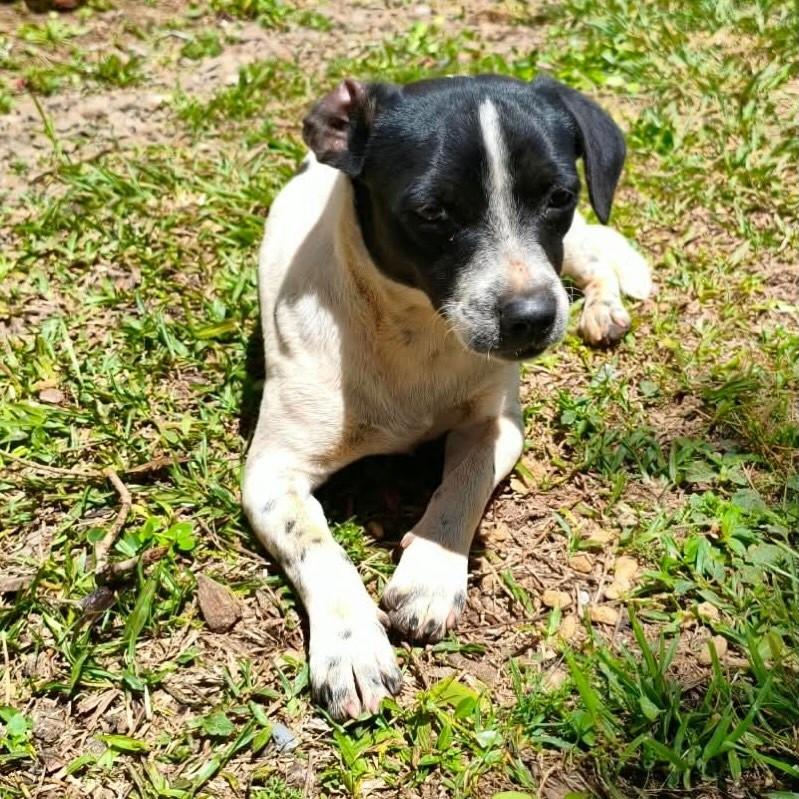 Bili, cachorro de porte pequeno para adoção em São Domingos do Sul - RS — foto 2 de 2