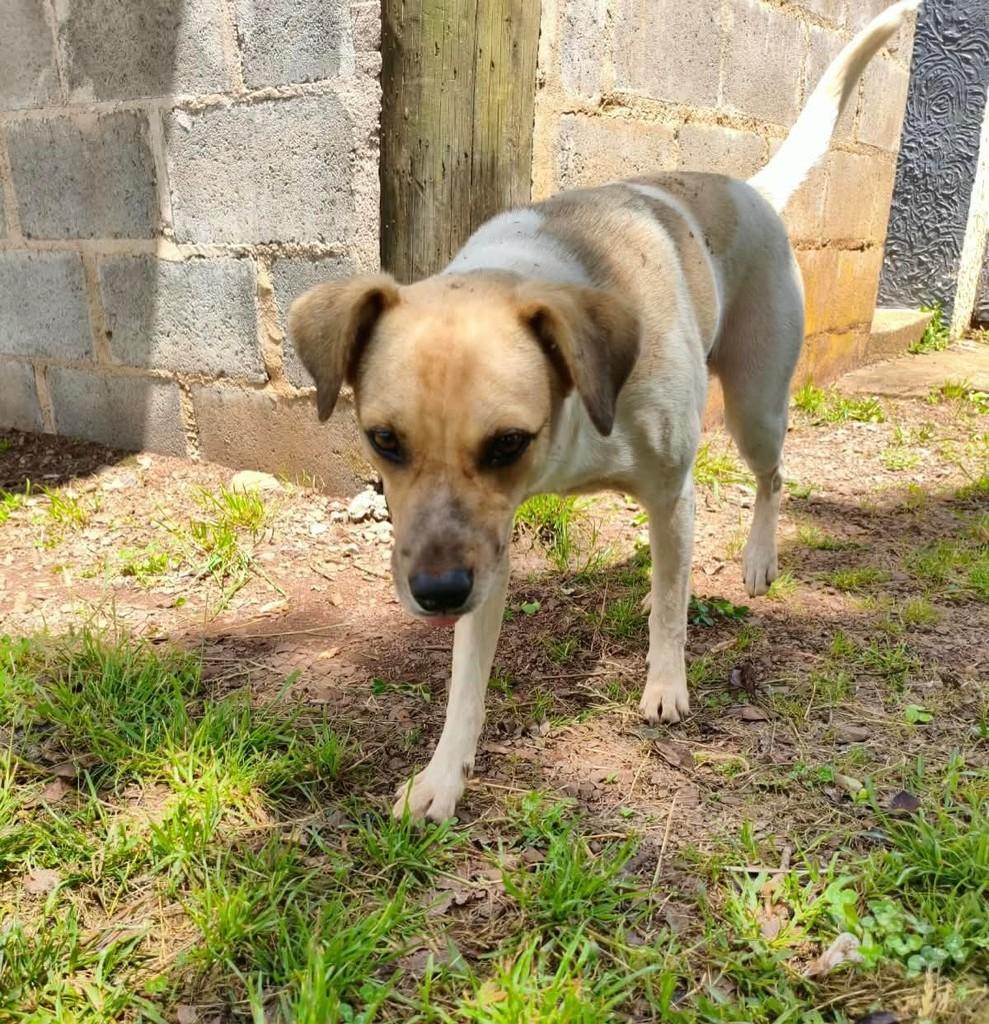 Lulu, cachorro de porte médio para adoção em São Domingos do Sul - RS
