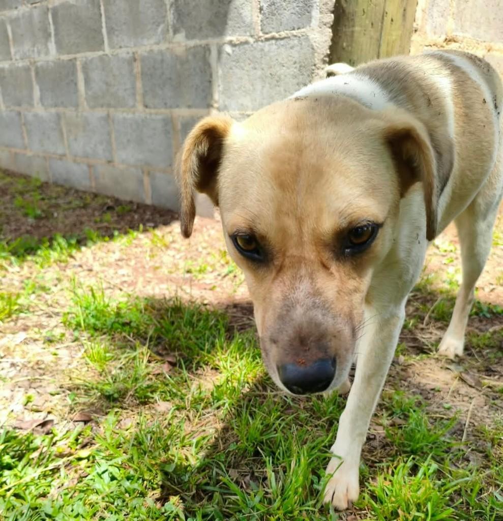 Lulu, cachorro de porte médio para adoção em São Domingos do Sul - RS — foto 2 de 2