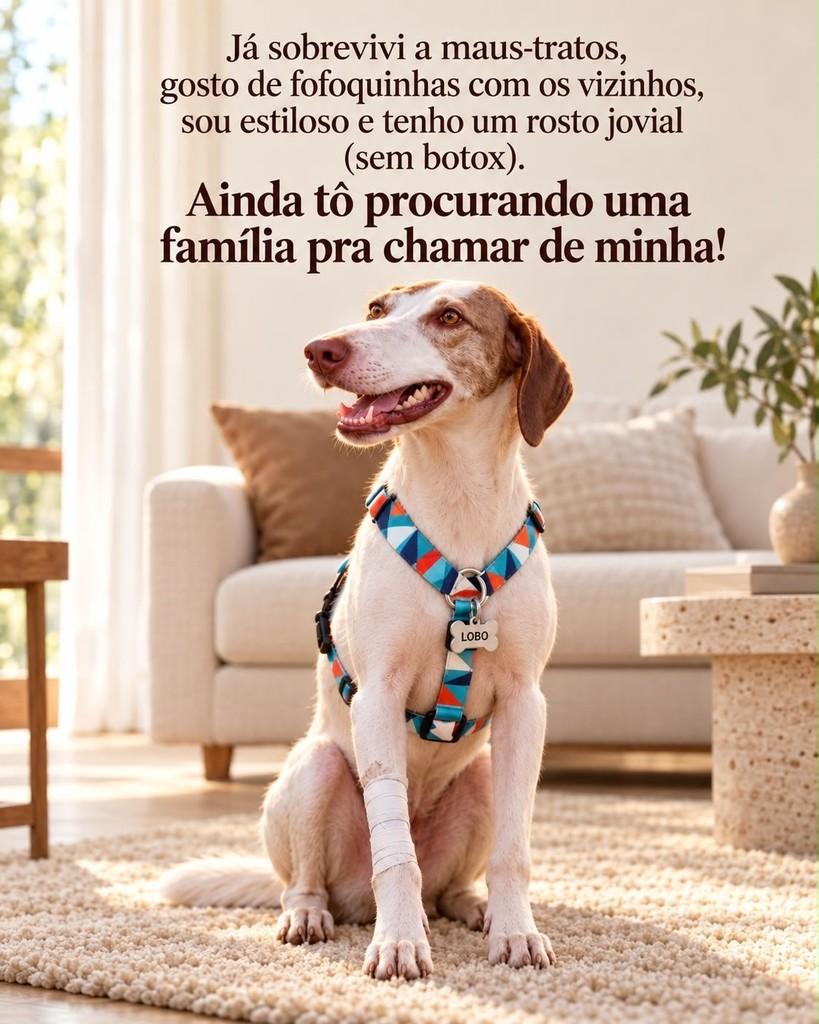 Lobo, cachorro de porte médio para adoção em São Domingos do Sul - RS