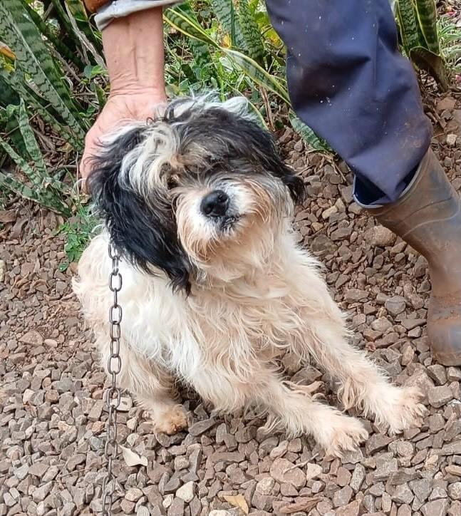 Pufinho, cachorro de porte pequeno para adoção em São Domingos do Sul - RS