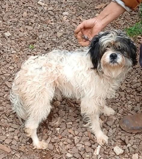 Pufinho, cachorro de porte pequeno para adoção em São Domingos do Sul - RS — foto 2 de 2
