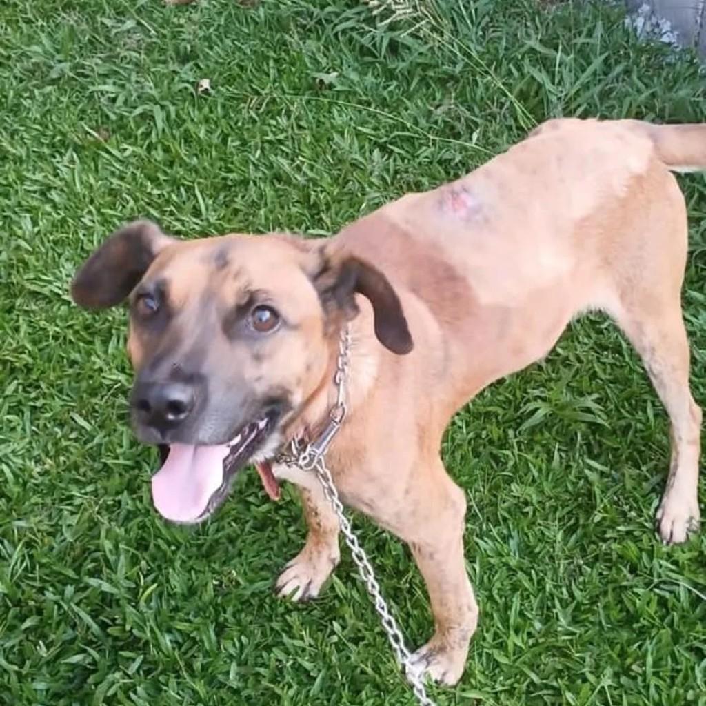 Tobias, cachorro de porte médio para adoção em Coronel Vivida - PR
