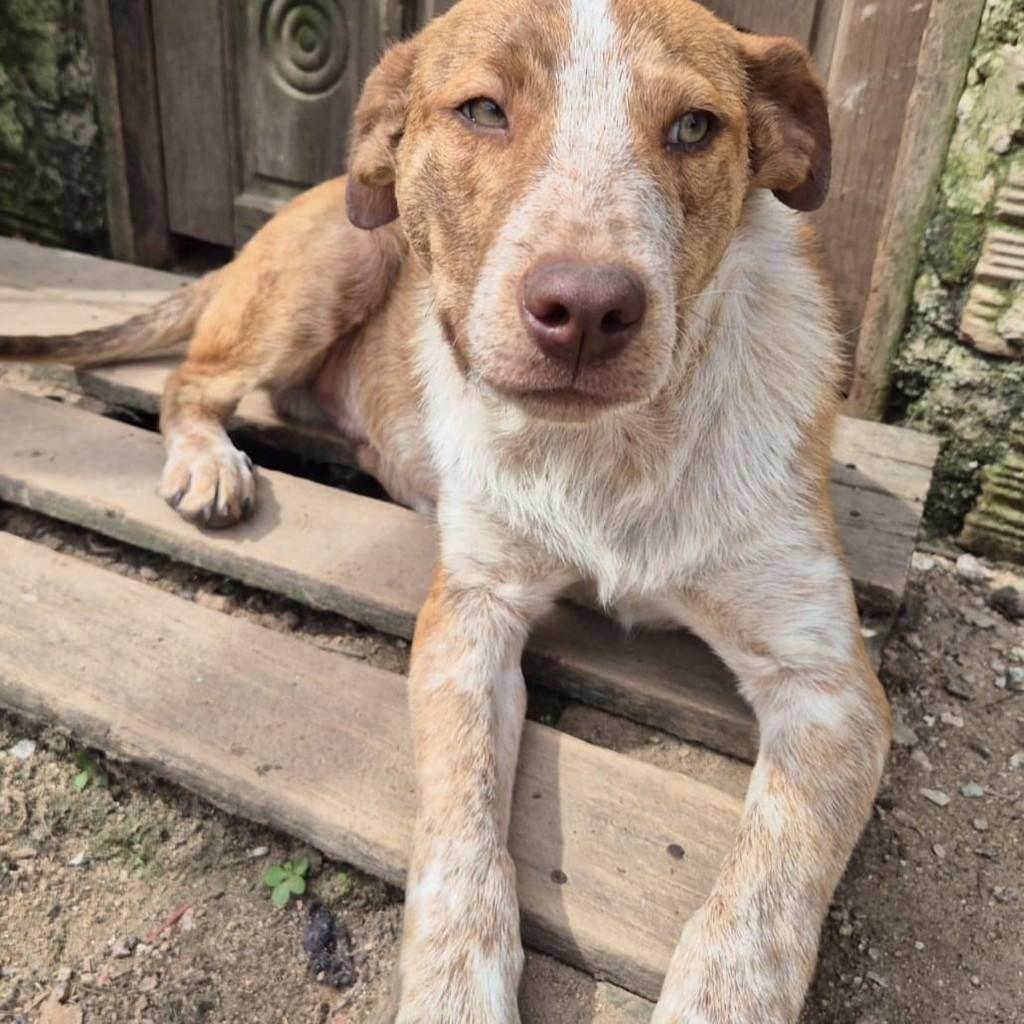 Fred, cachorro de porte médio para adoção em Pelotas - RS