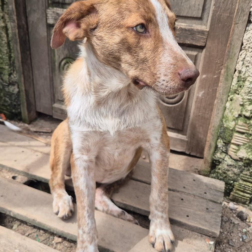 Fred, cachorro de porte médio para adoção em Pelotas - RS — foto 2 de 4