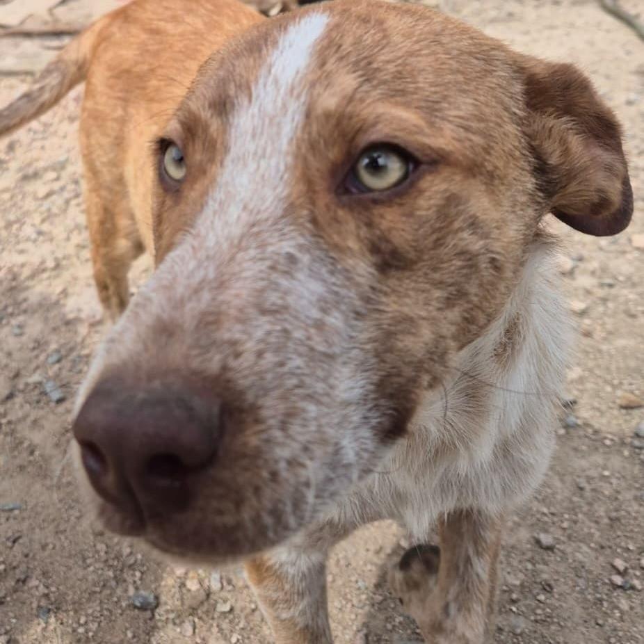 Fred, cachorro de porte médio para adoção em Pelotas - RS — foto 3 de 4