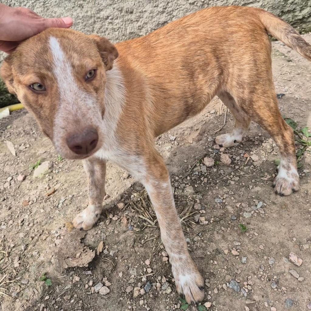 Fred, cachorro de porte médio para adoção em Pelotas - RS — foto 4 de 4