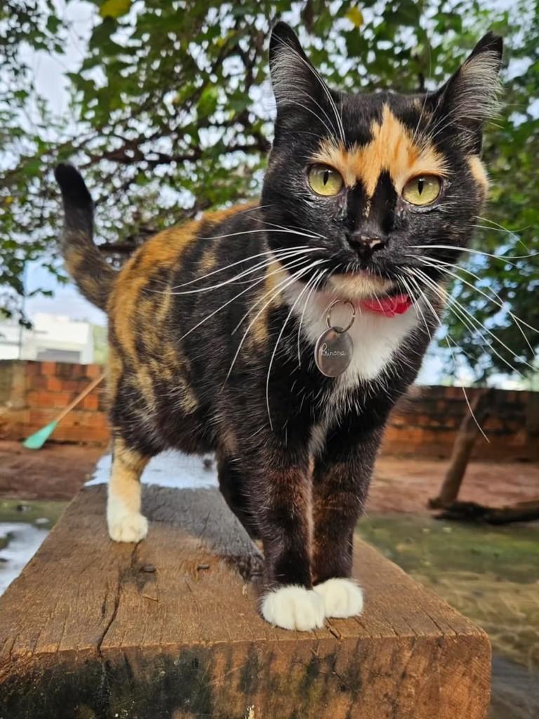 Princesa, gato de porte médio para adoção em Birigui - SP