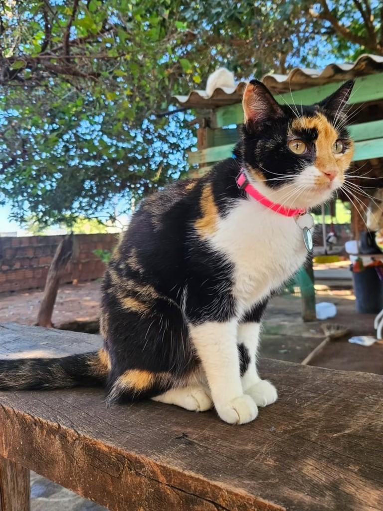 Tilápia, gato de porte médio para adoção em Birigui - SP