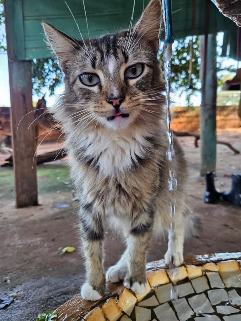 Pantufa, gato de porte pequeno para adoção em Birigui - SP