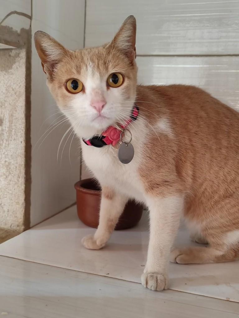 Gigi, gata de porte médio para adoção em Birigui - SP