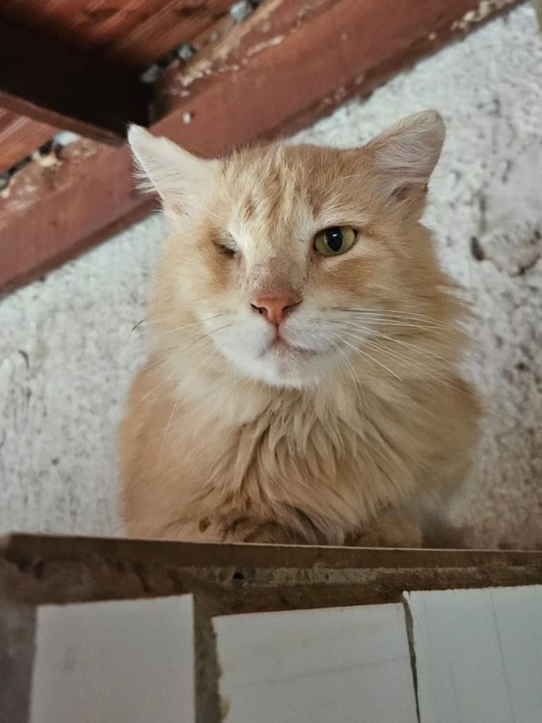 Heitor Haaland, gato de porte grande para adoção em Birigui - SP