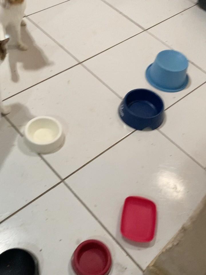 Balaio, gato de porte pequeno para adoção em Natal - RN