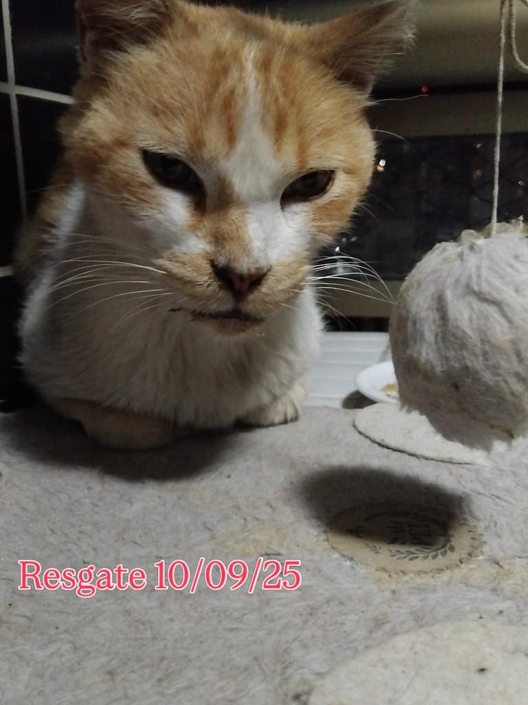 Klint, gato de porte pequeno para adoção em Natal - RN