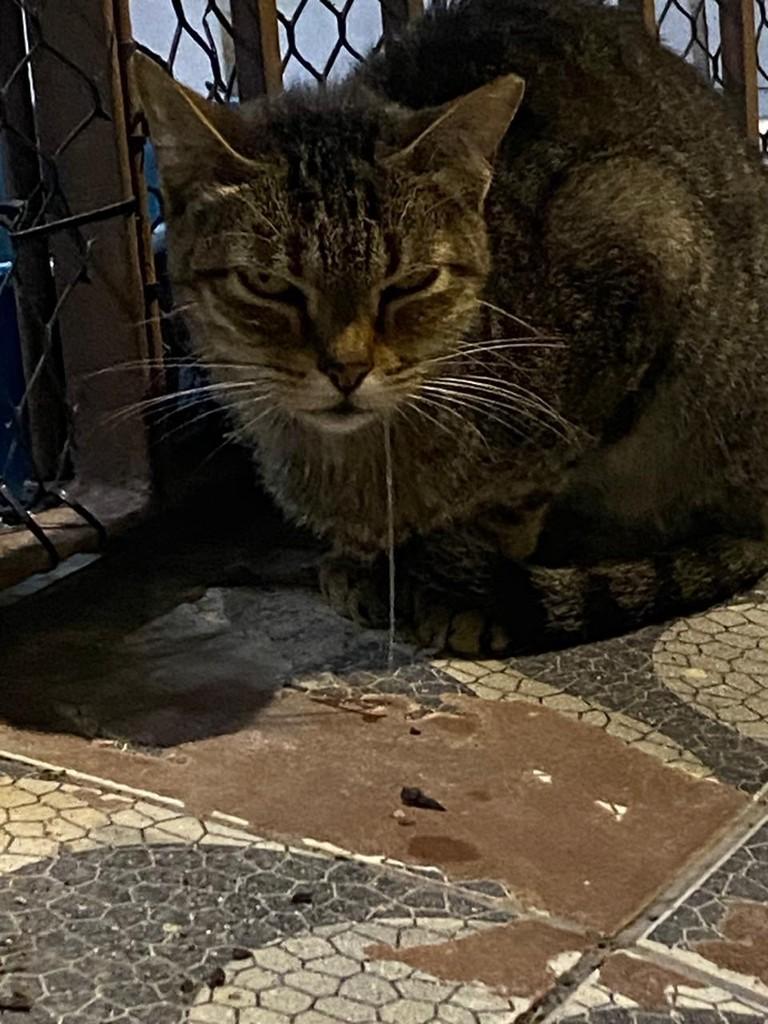 Safira, gata de porte médio para adoção em Natal - RN